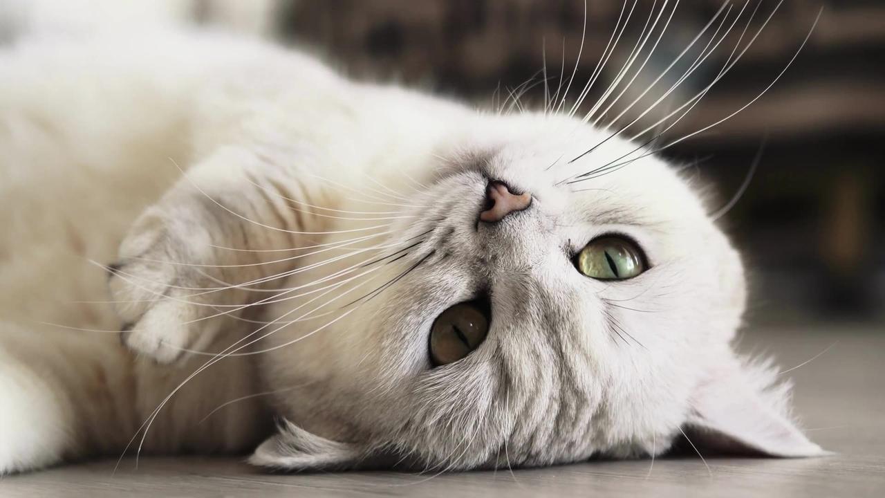 Meow-sical Cat Voiceovers: Hilarious Clips Guaranteed to Make You Purr!