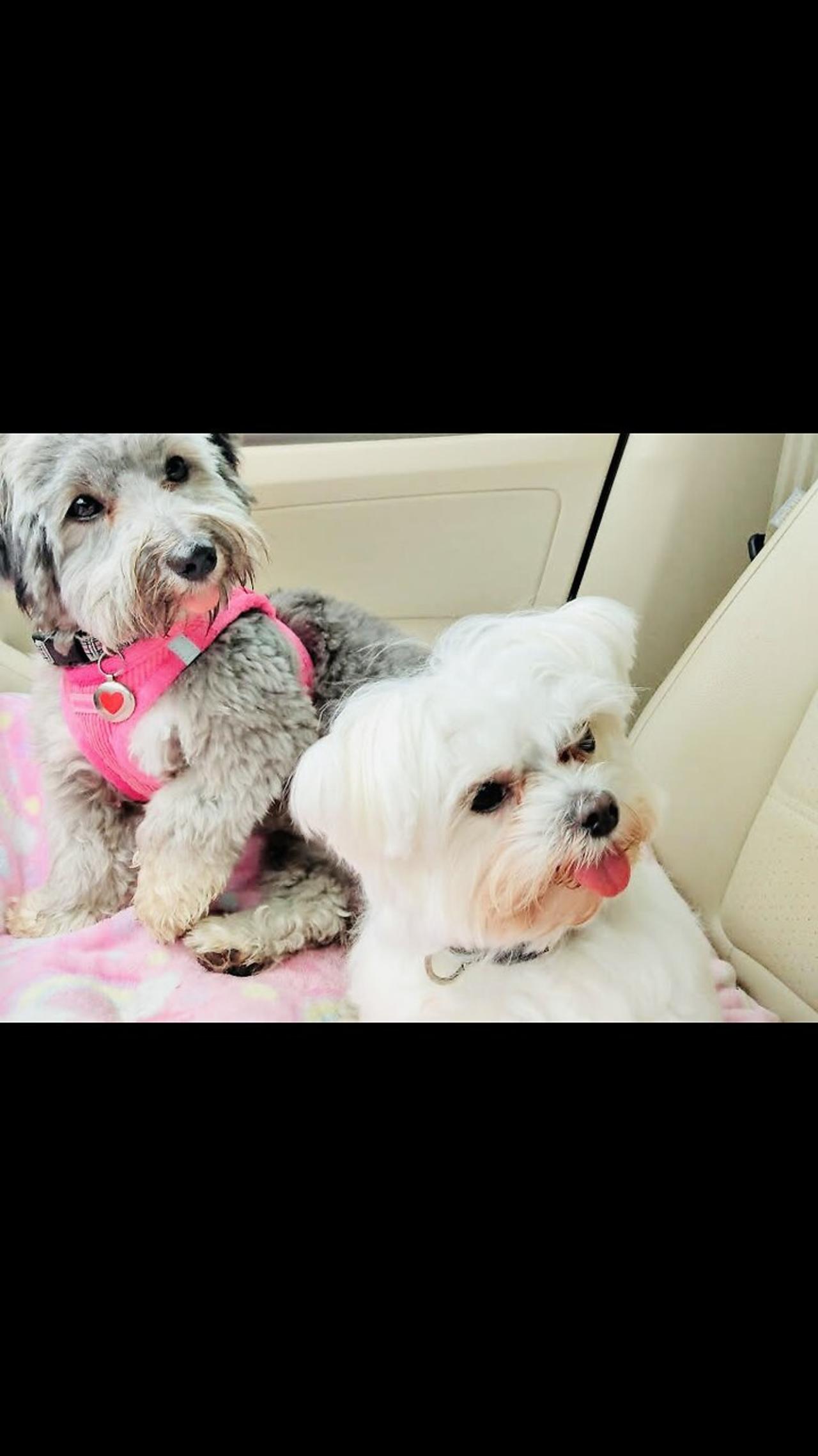 Pet Taxi Angie (Pet Transportation Services) One News Page VIDEO