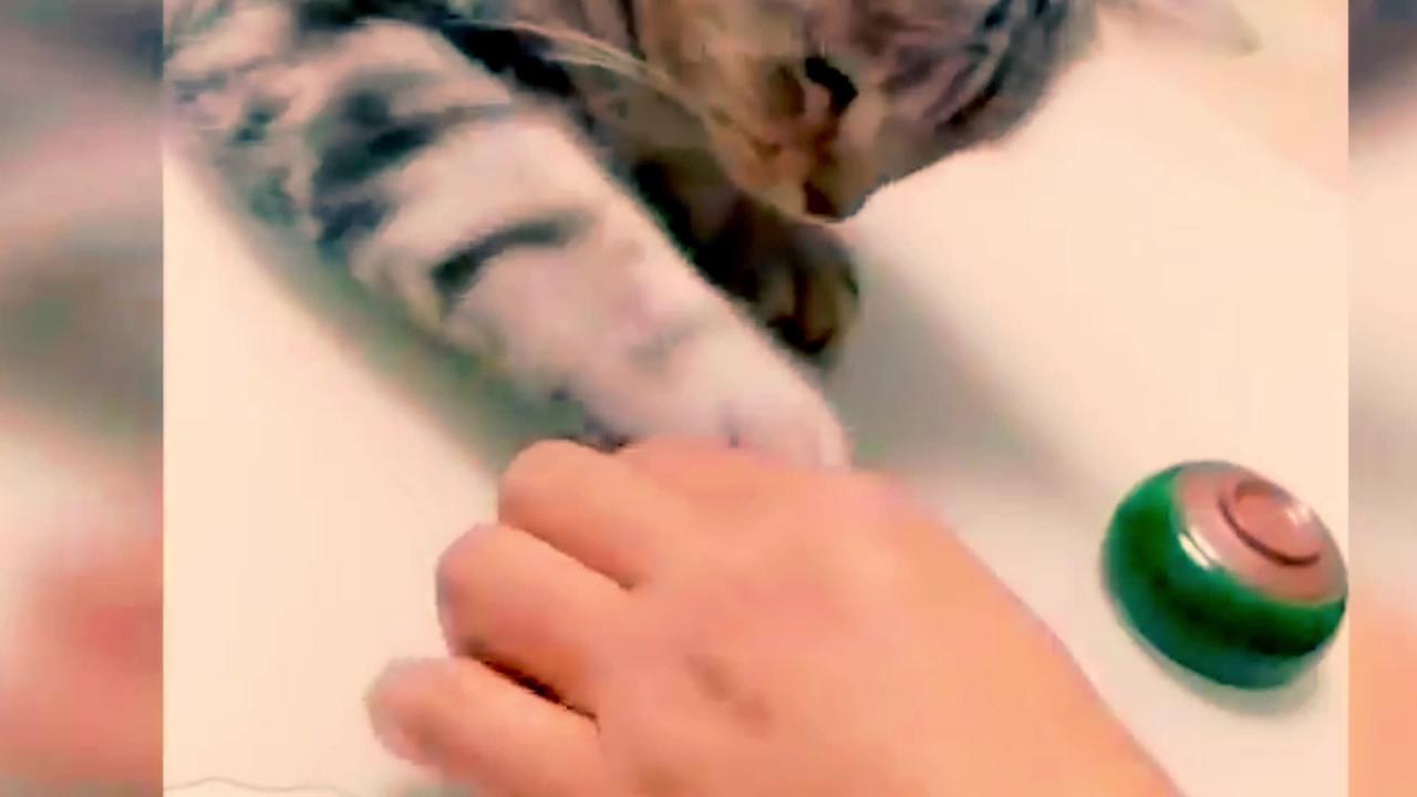 Cute cats funny video part-1🤣🤣🥰🥰