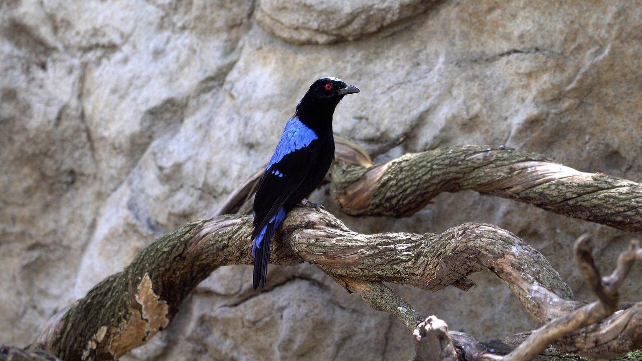 CatTV: Take Your Cat to Safari Park: Fairy-bluebird (lives in Malaysia and Philippines)