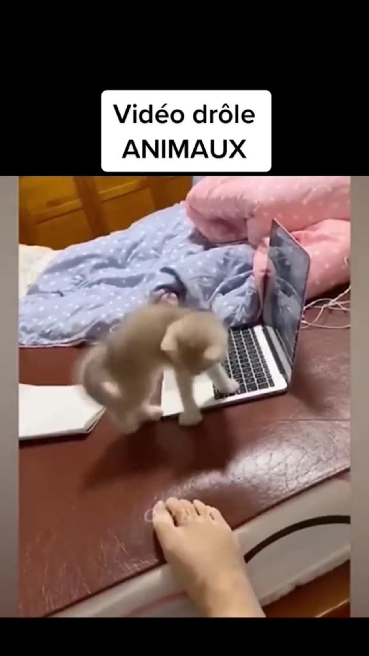 Funny vidéos animals