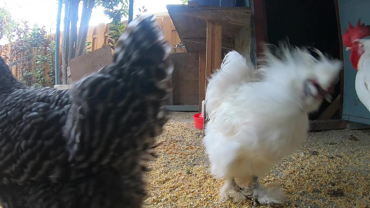 Backyard Chickens Relaxing Video Sound Noises One News Page VIDEO