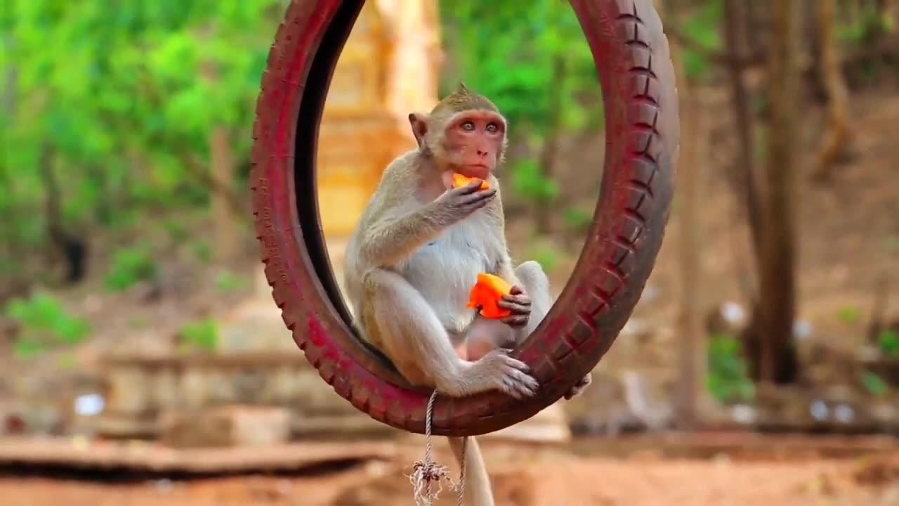 Monkey Viral Funny Video 👌