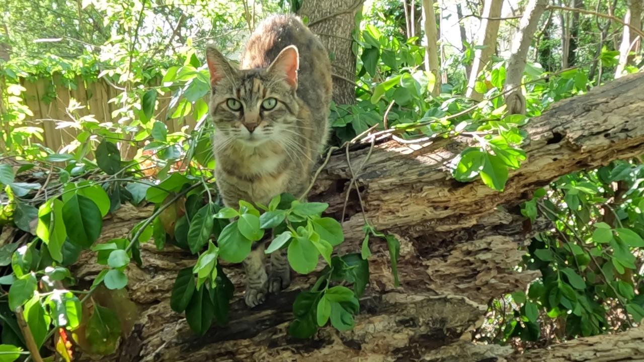 Jungle Cat - One News Page VIDEO