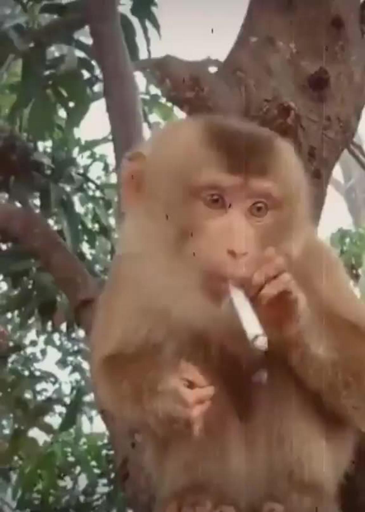 Fanny monkey 🐒 🙈 smoking