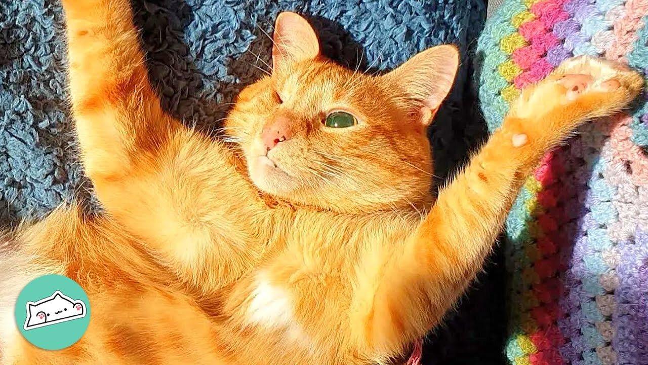 One-eyed Stray From Egypt Proves Gingers Are A Different Breed | Furry Buddies
