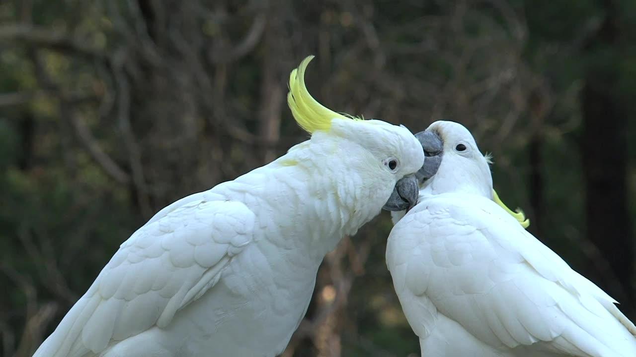 Two beautiful white birds ❤️ Love each other so cute ❤️🥰