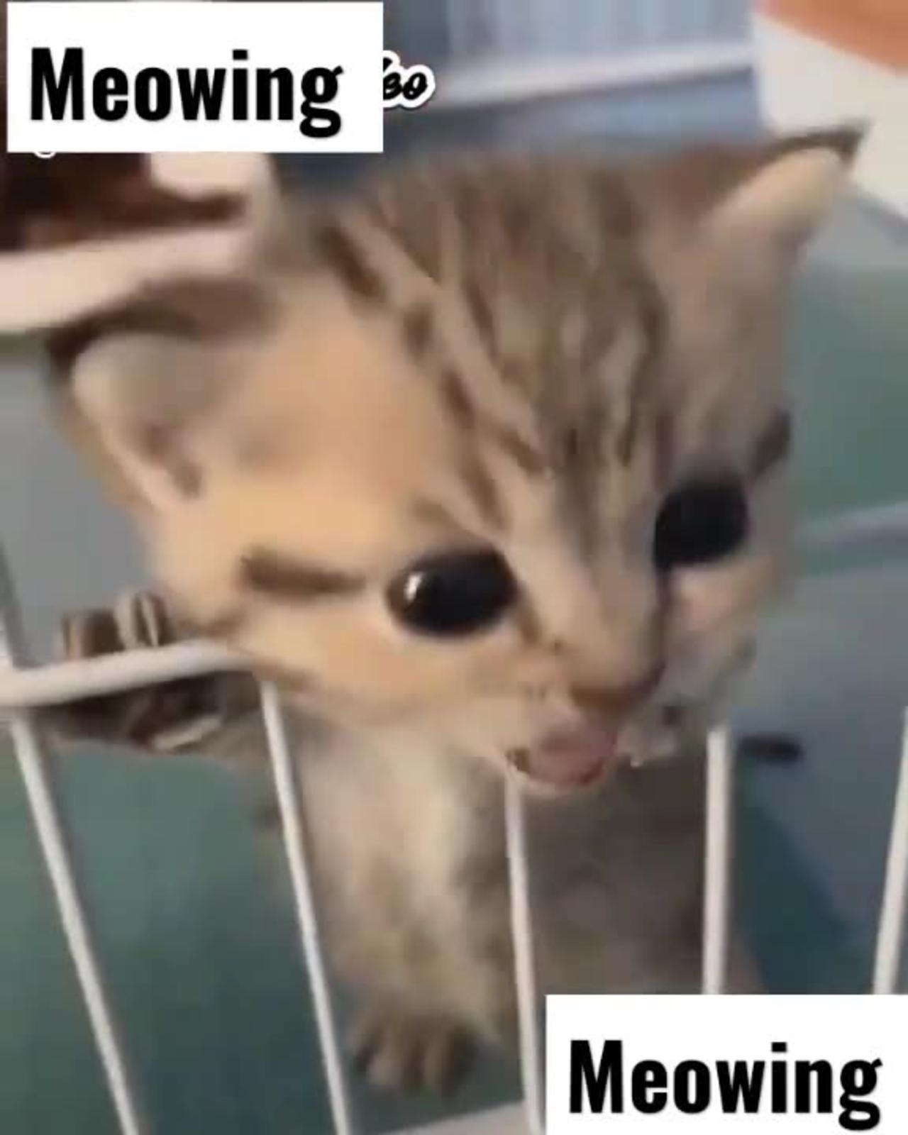 Meowing Kitten 160 Cute Little Kittens One News Page Video Meowing Kitten 160 Cute Little Kittens One News Page Video