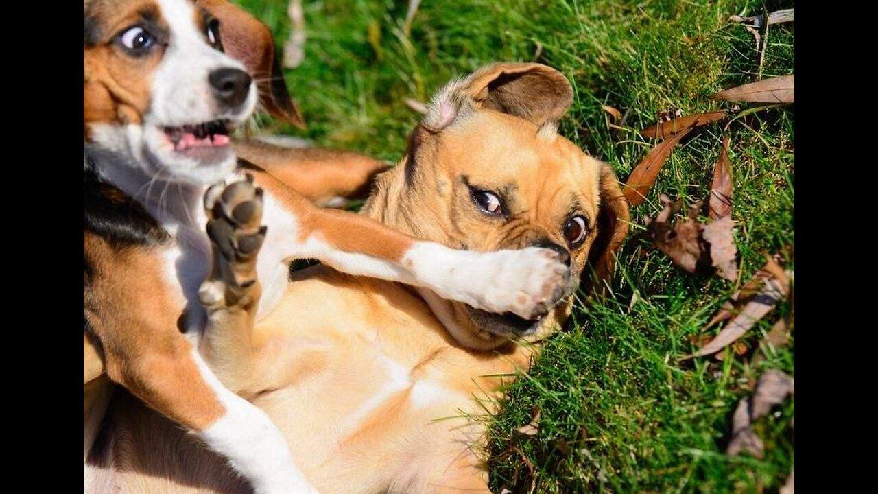 Best Animal Funny Videos 2023  l Funniest  Dogs And Cats