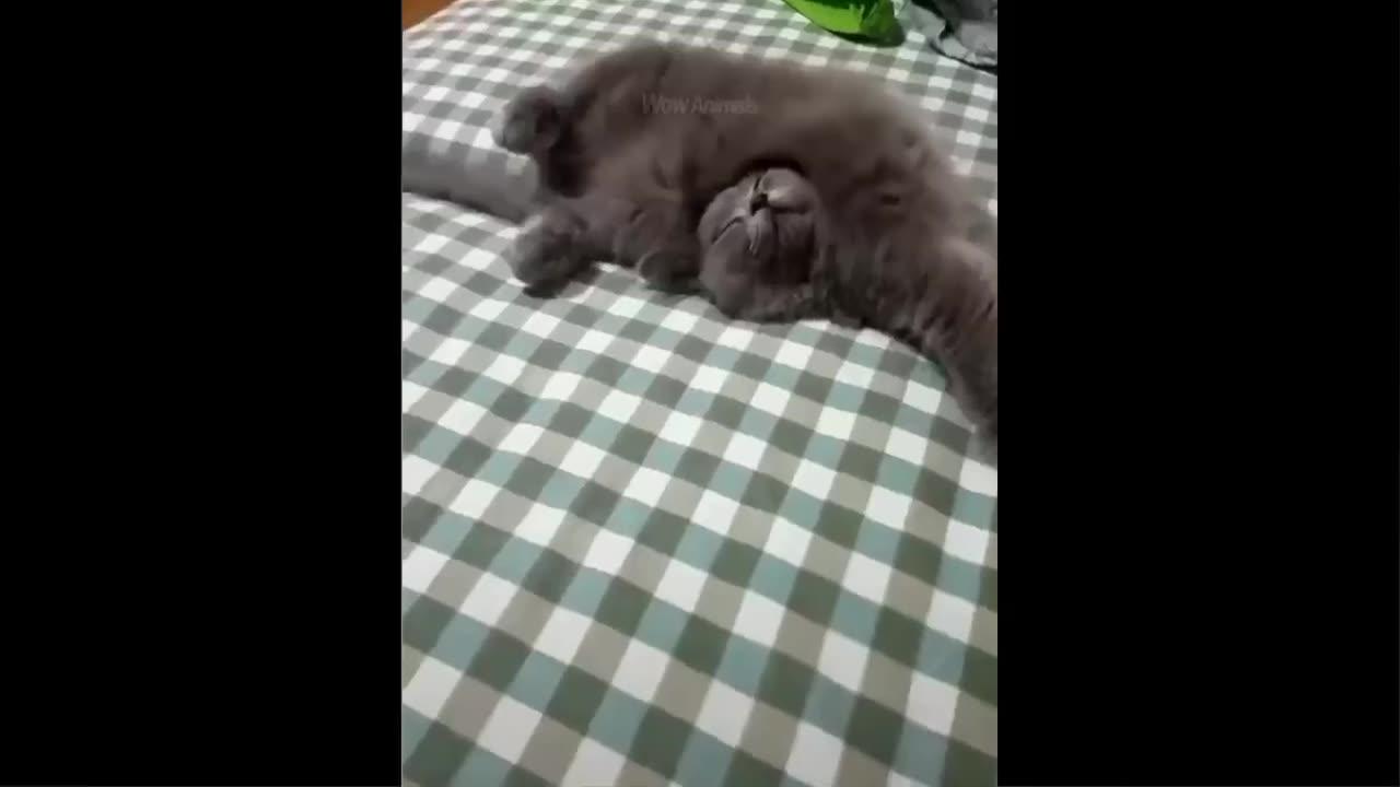 Funniest Animals Best Of The 2021 Funny Animal One News Page VIDEO