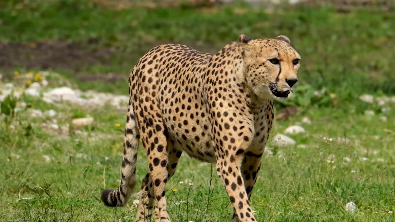 A Cheetah vs Lion - One News Page VIDEO