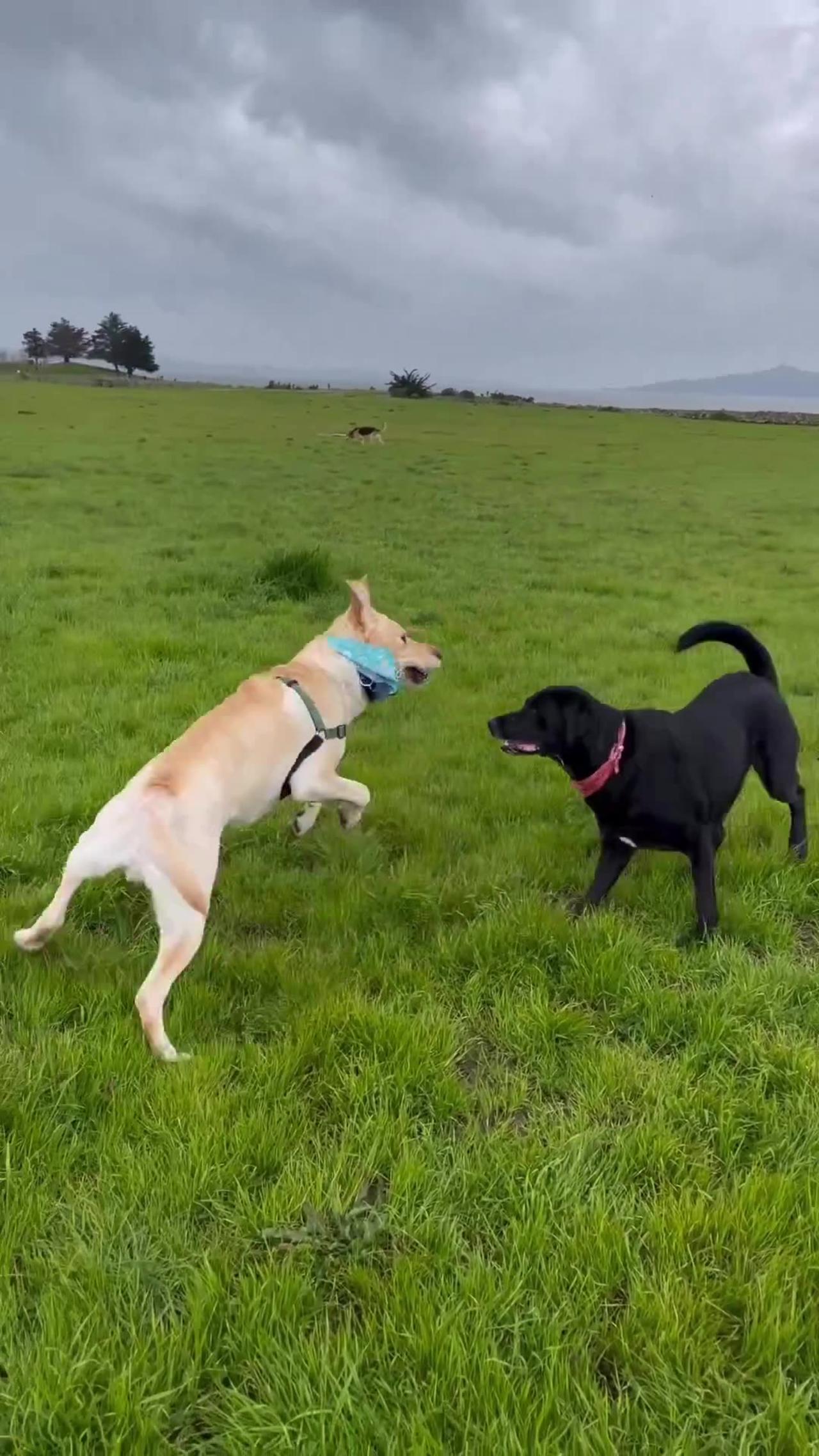 Friend dogs Playing | Dog | Discovering the Joys of Dog Playing