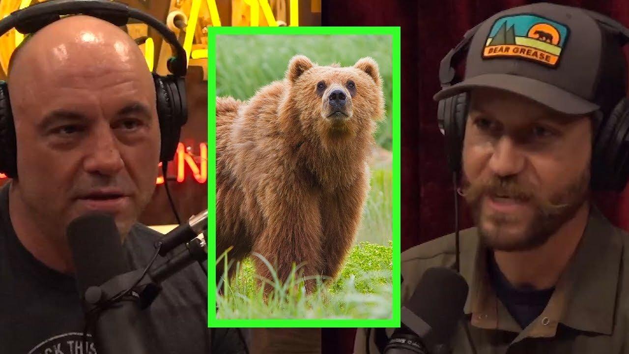"THE METAPHOR OF "BEAR GREASE" EXPLAINED BY CLAY NEWCOMB | JOE ROGAN POWERFUL"