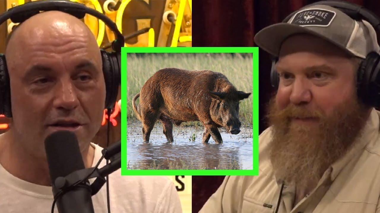 "THE FERAL PIG PROBLEM IN TEXAS AND ITS IMPACT ON THE ENVIRONMENT | JOE ROGAN POWERFUL"