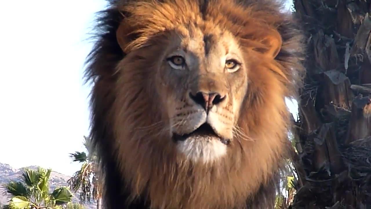 Amazing Lion Roar up close!