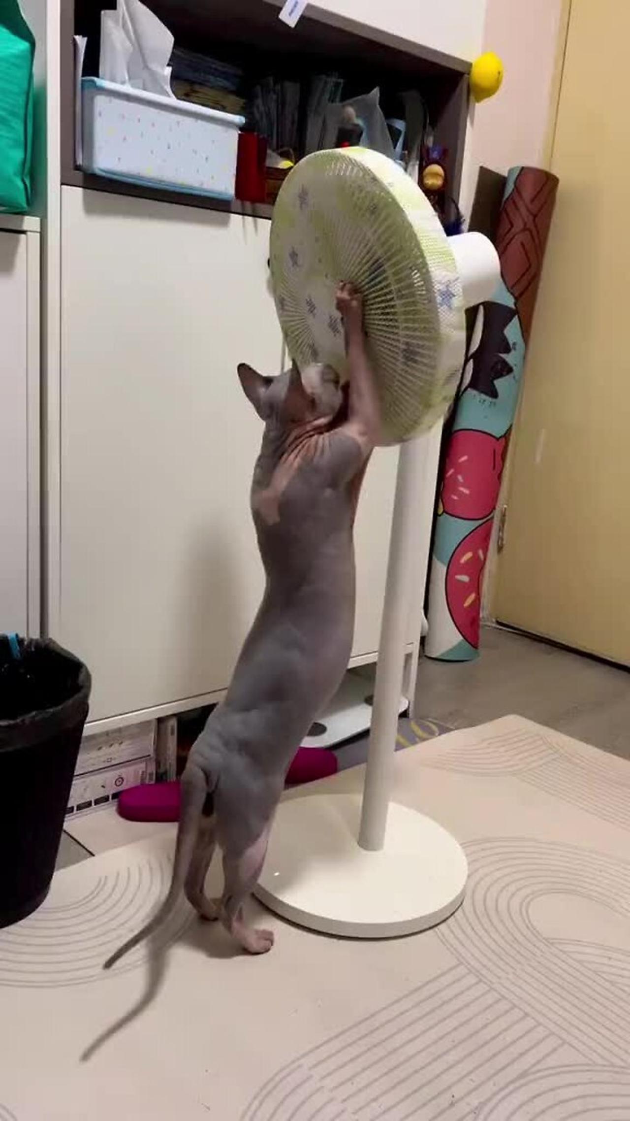 Sphynx cat pulls the cover off the fan!.MOV