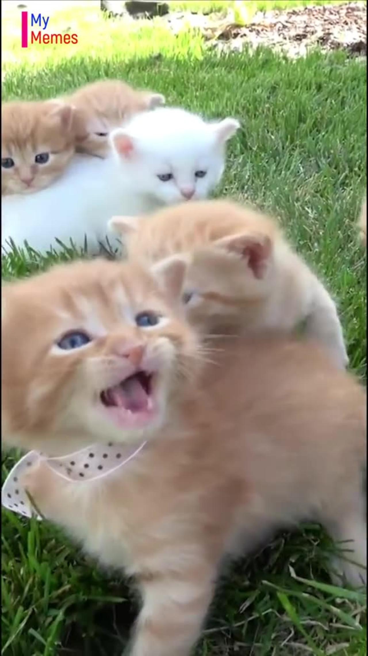"Adorable Kittens Meowing: The Cutest Sound - One News Page VIDEO