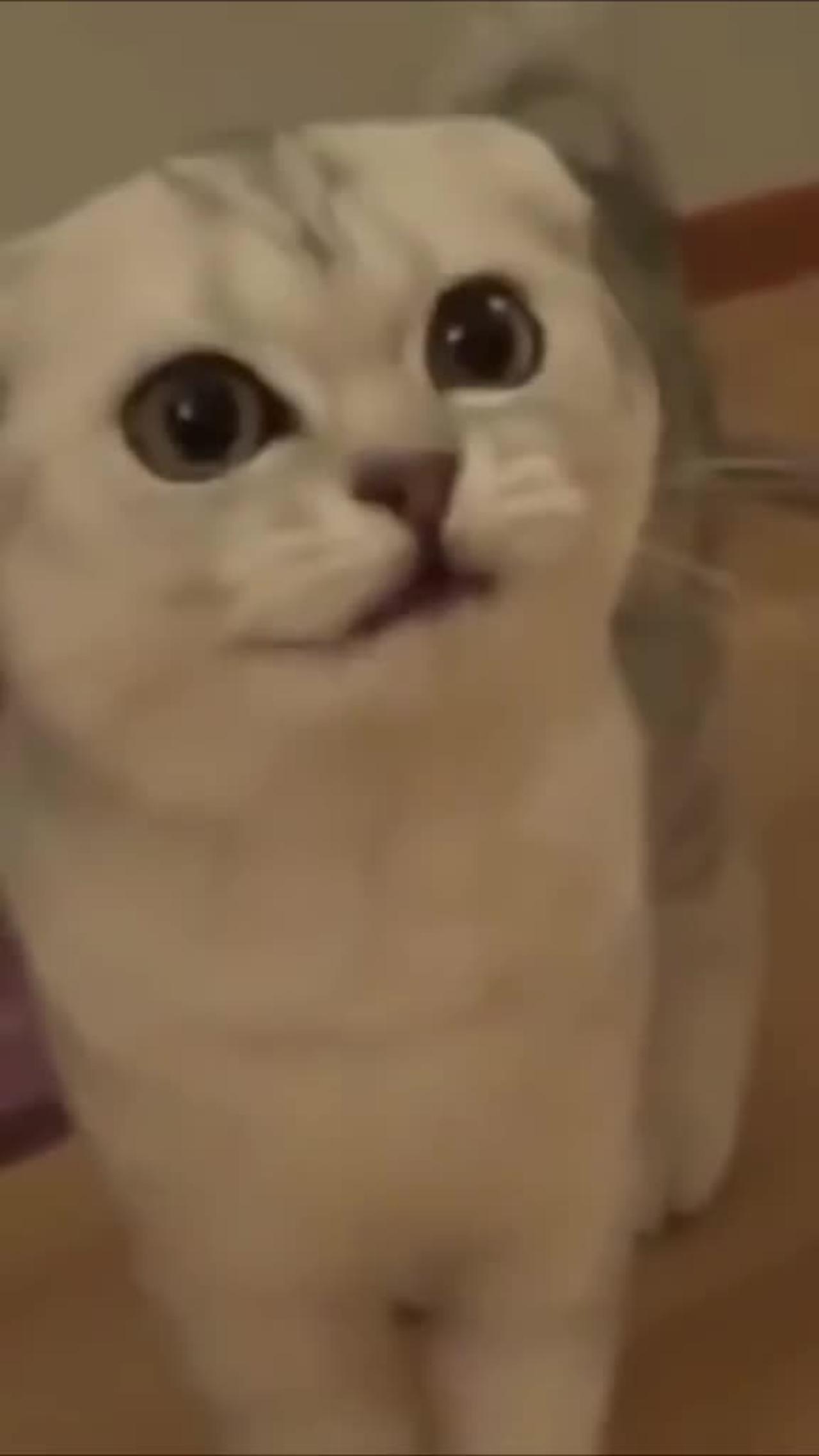 "Sweet and Silly: Watch This Cute Cat Meowing and Being Playful"