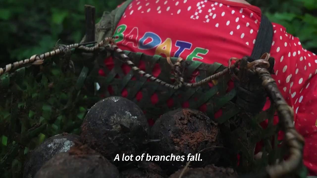 The life of a Brazil nut harvester in the Amazon