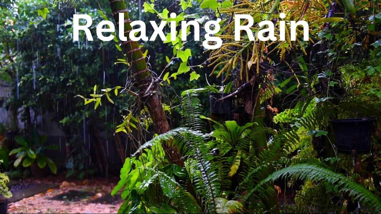 relaxing sound of rain and wind in forest