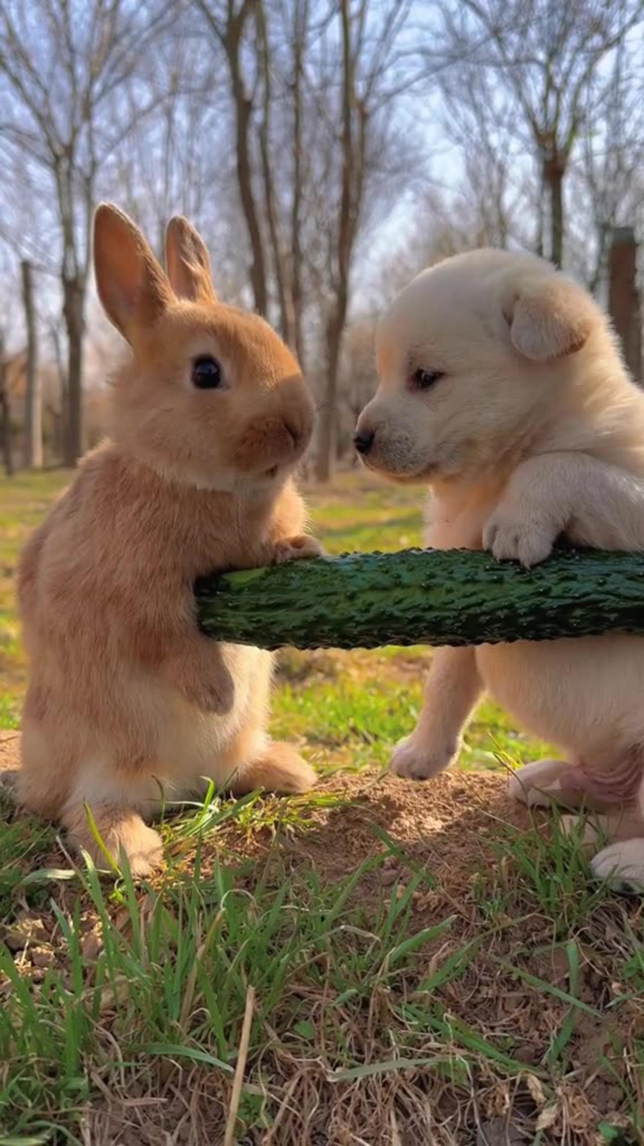 rabbit enjoying with puppy One News Page VIDEO