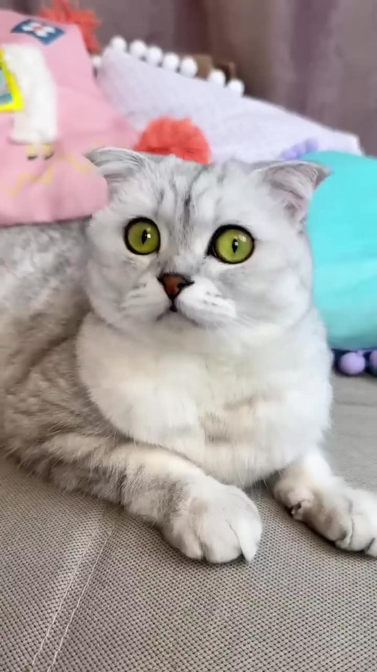 how to train cats easy and funny mathod One News Page VIDEO