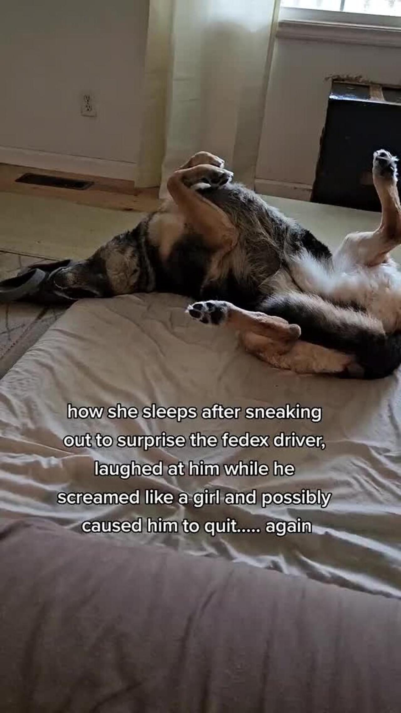 German Shepherd dog is taking a well-deserved nap after tormenting the FedEx driver!.mp4