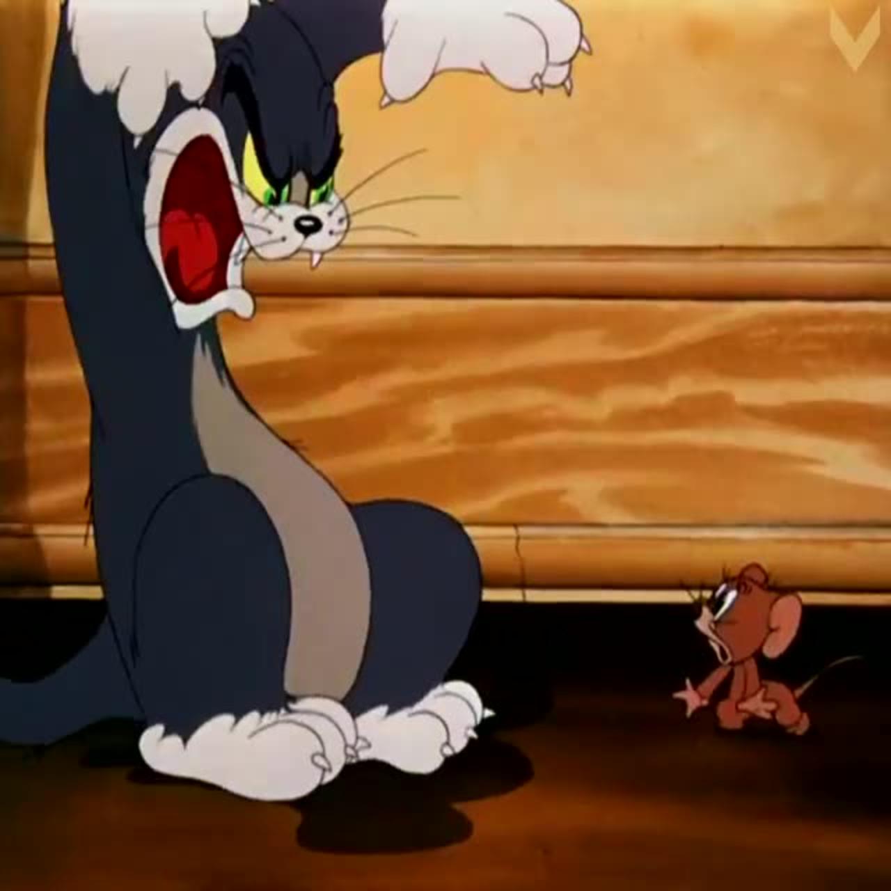 Tom & Jerry cartoon funny cartoon