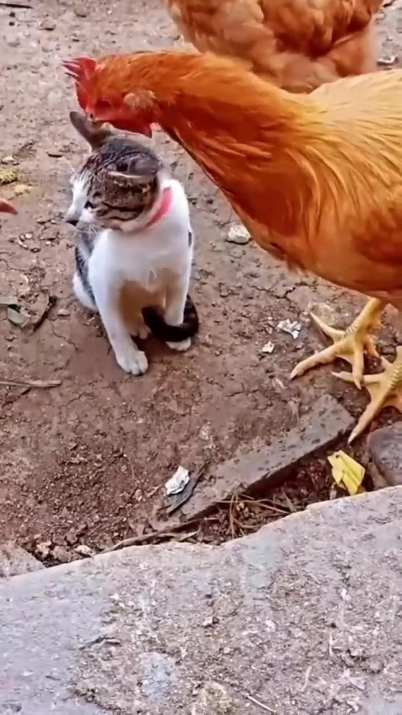 Cat vs Chicken Watch What Happens Next and Get - One News Page VIDEO