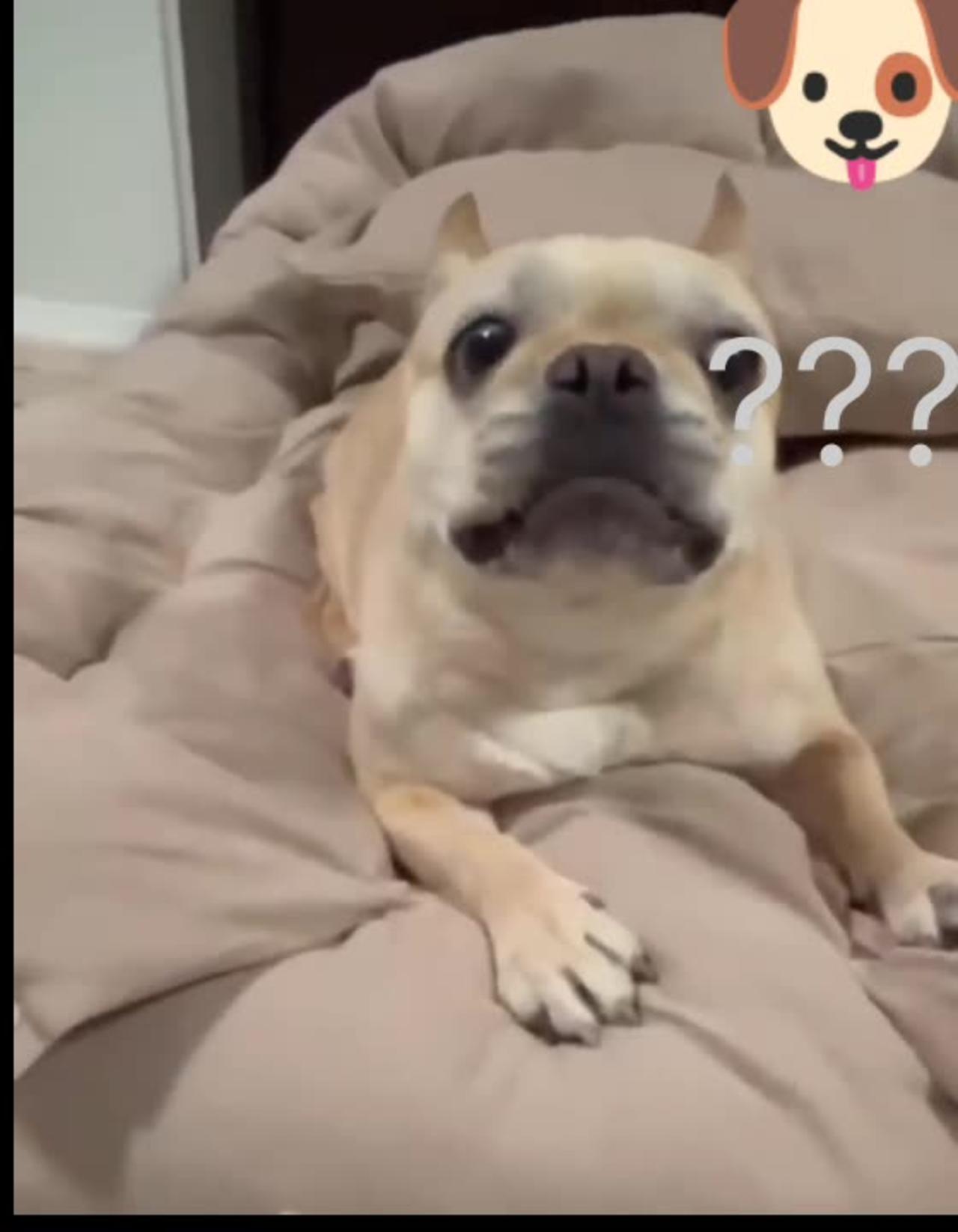 The Angry Puppy One News Page VIDEO