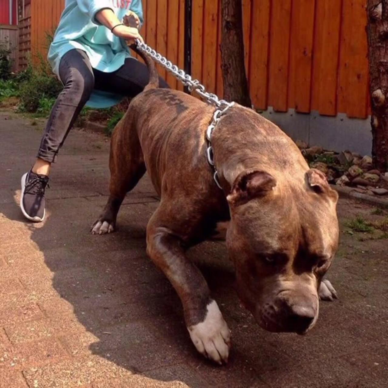 Pitbull Dangerous dog - One News Page VIDEO