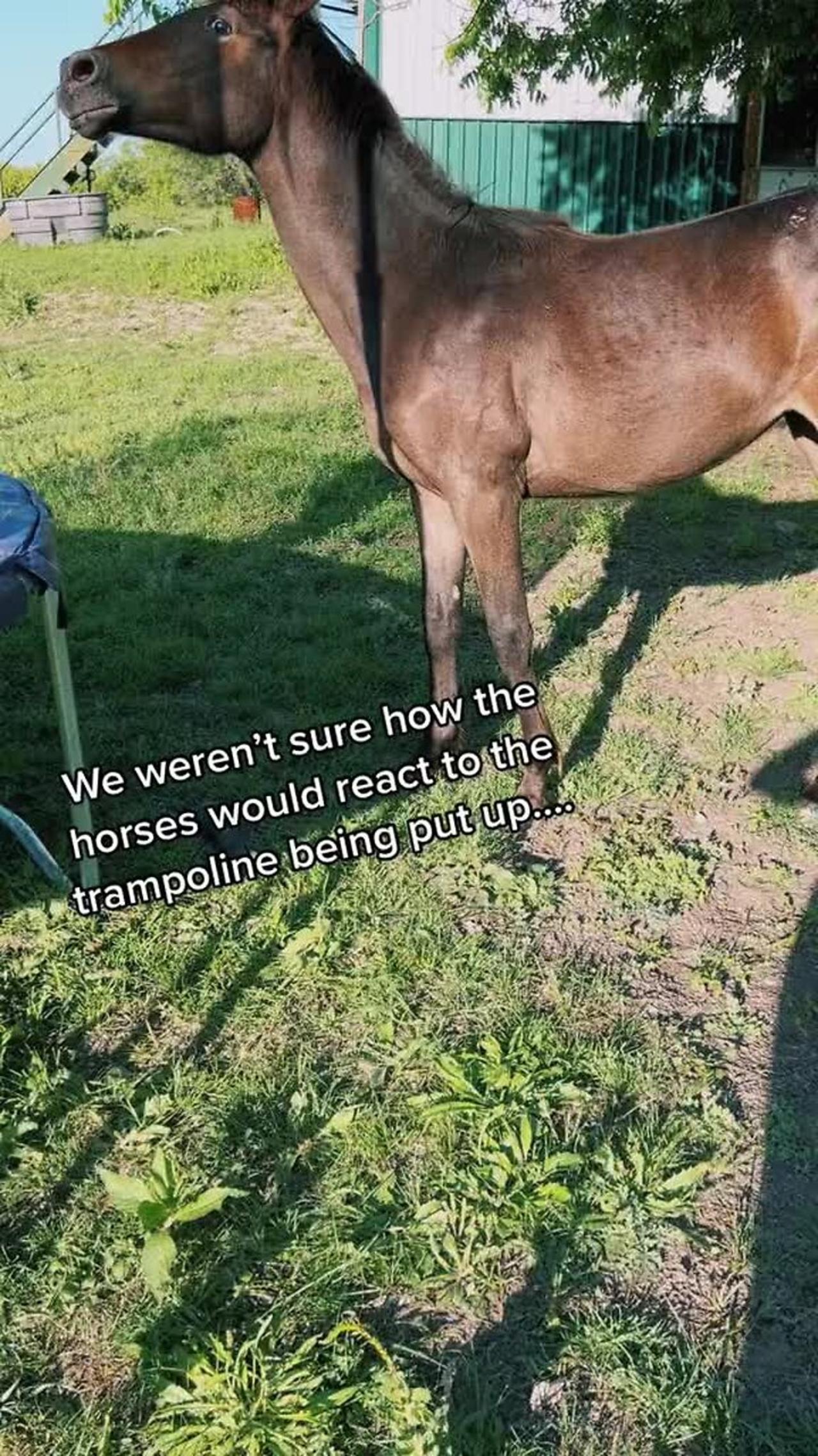 Horse is watching people jump on the One News Page VIDEO