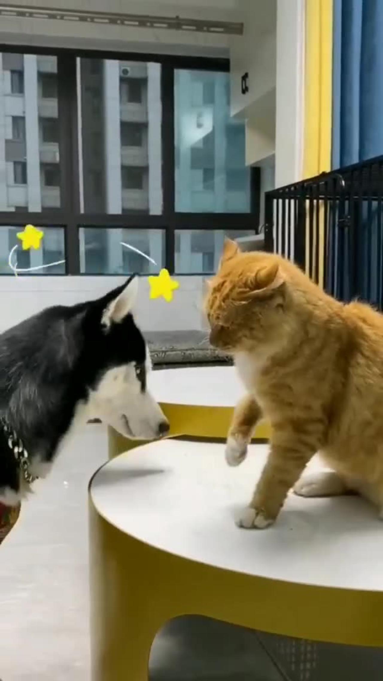 Funny video of my Cat and Dog, funny fighting in own circumstances