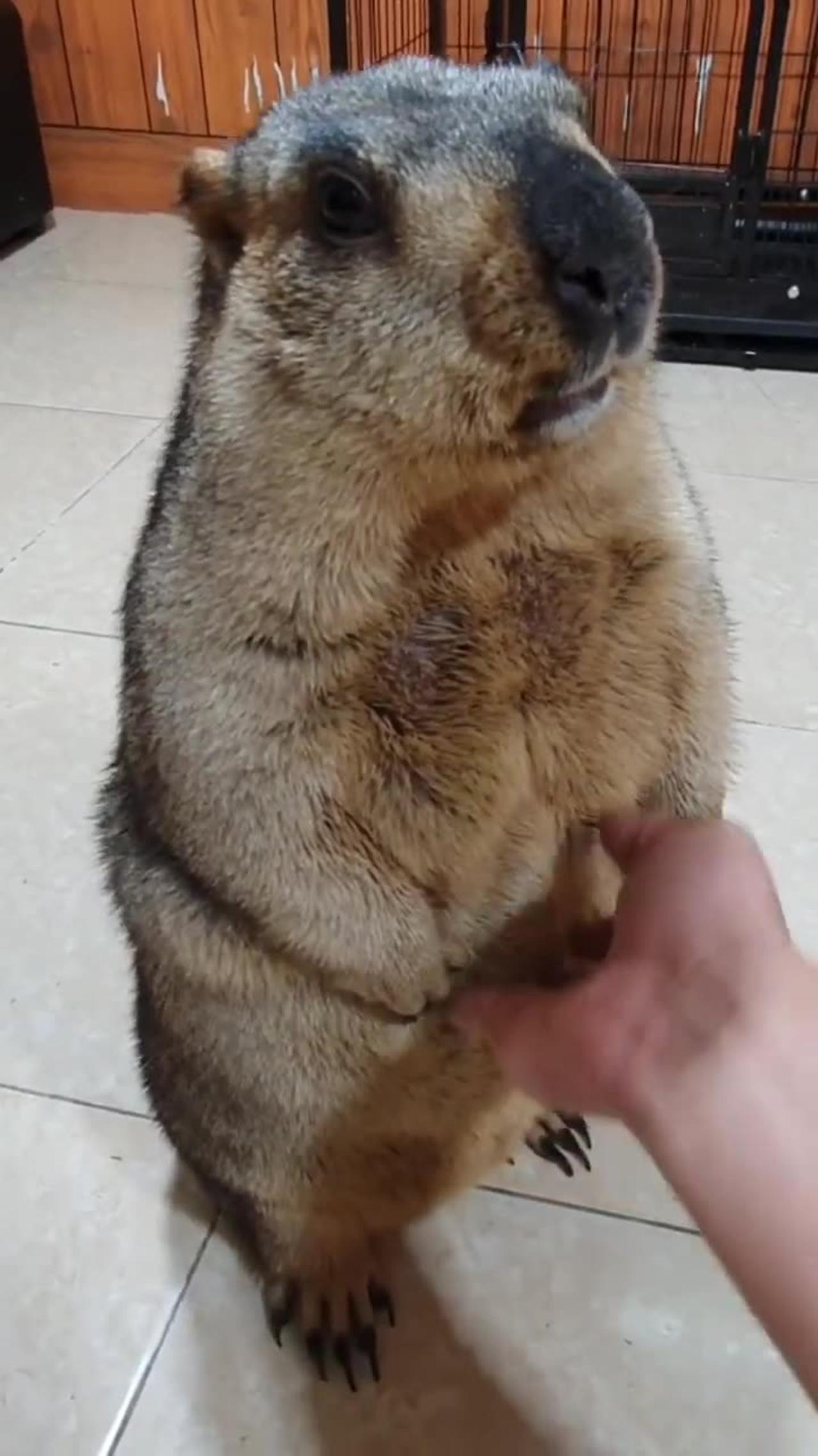 friendly marmot freezes 15s 🤣🦫