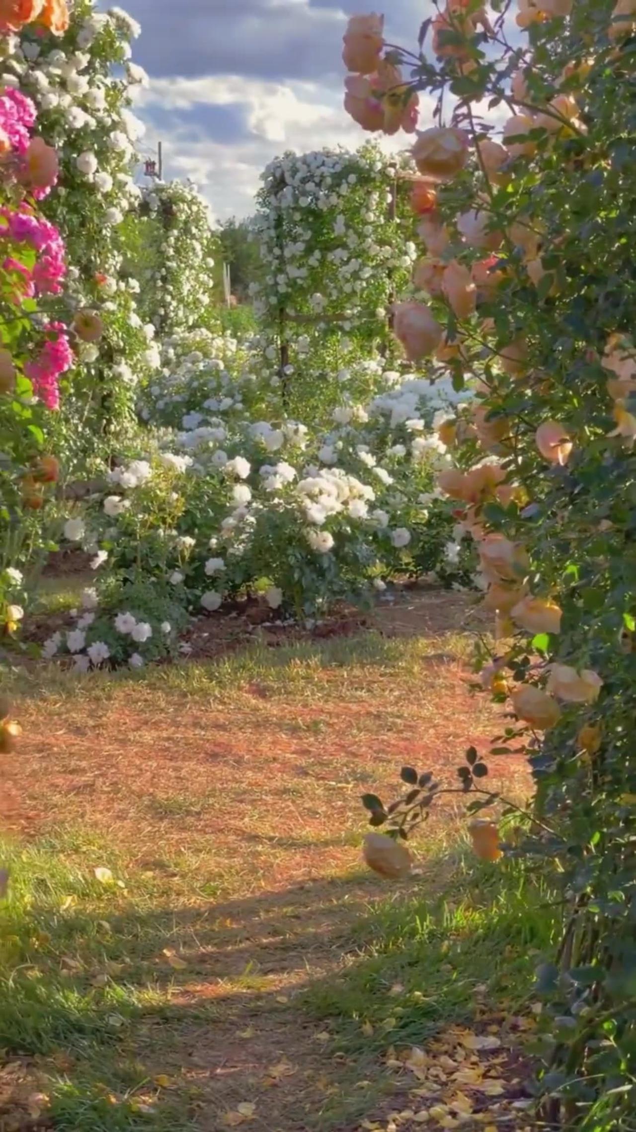 The world rushes on over the strings of the - One News Page VIDEO