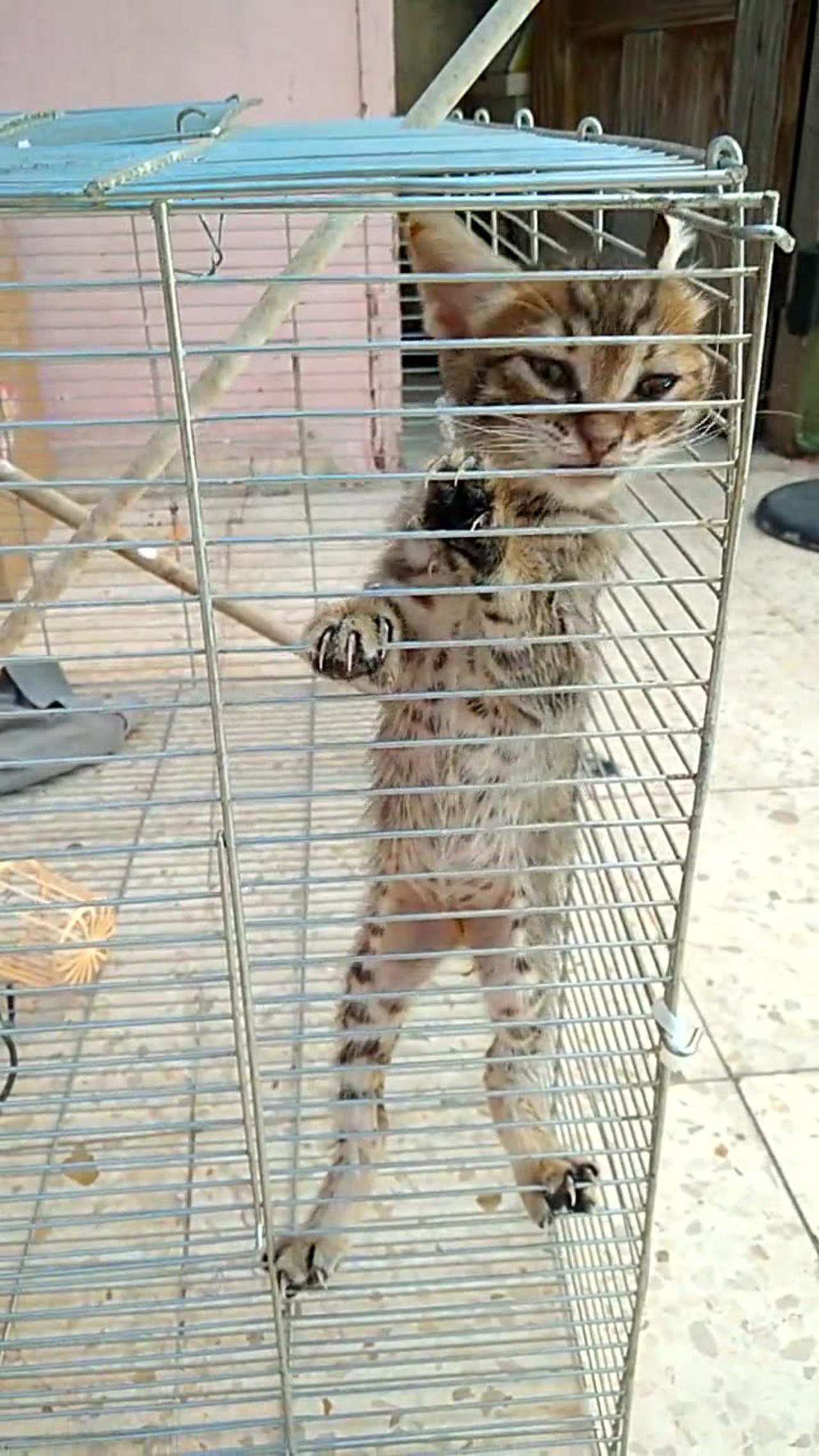 Baby Cat in a Cage One News Page VIDEO