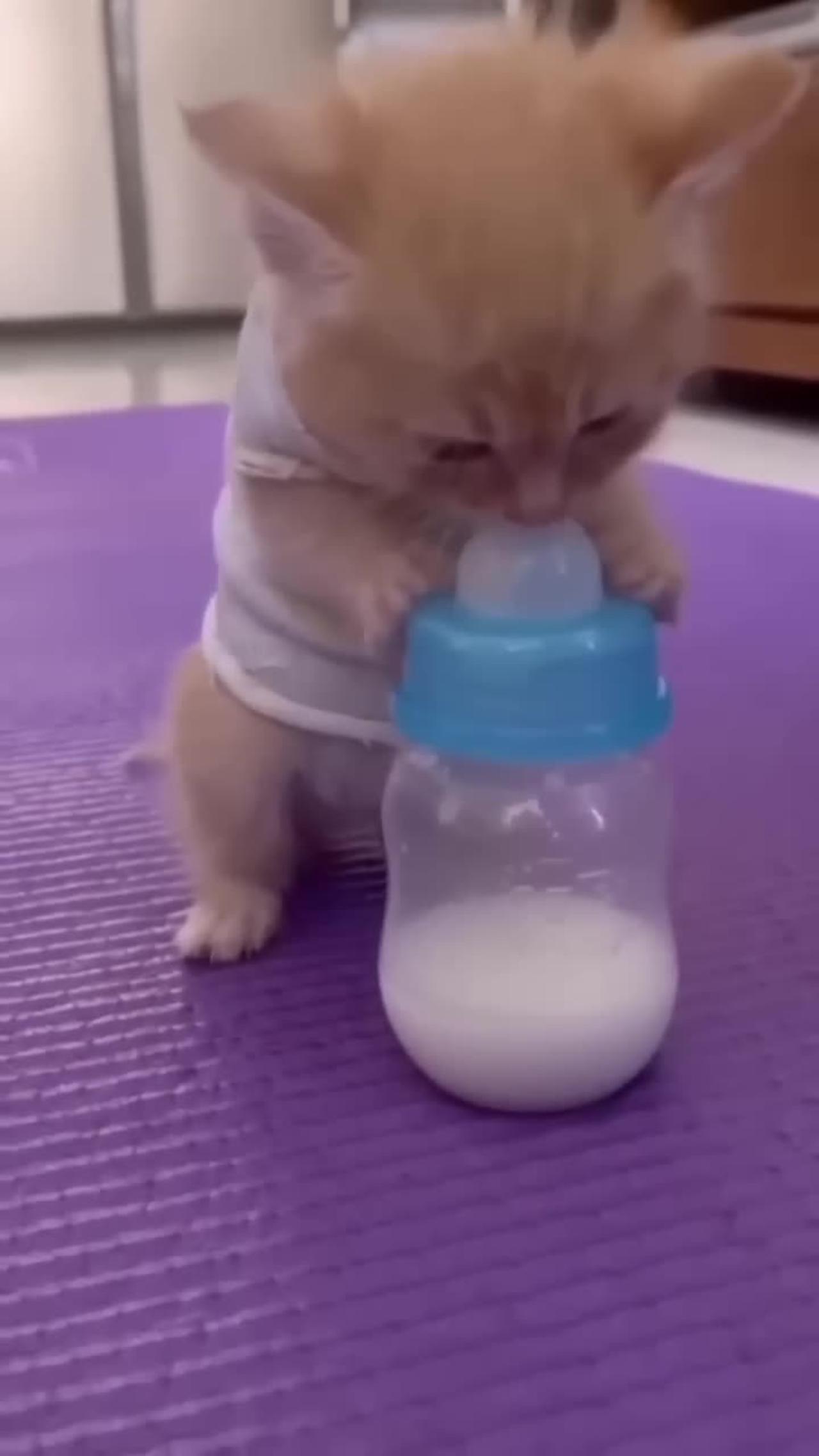 Cat drink milk 🍼 One News Page VIDEO