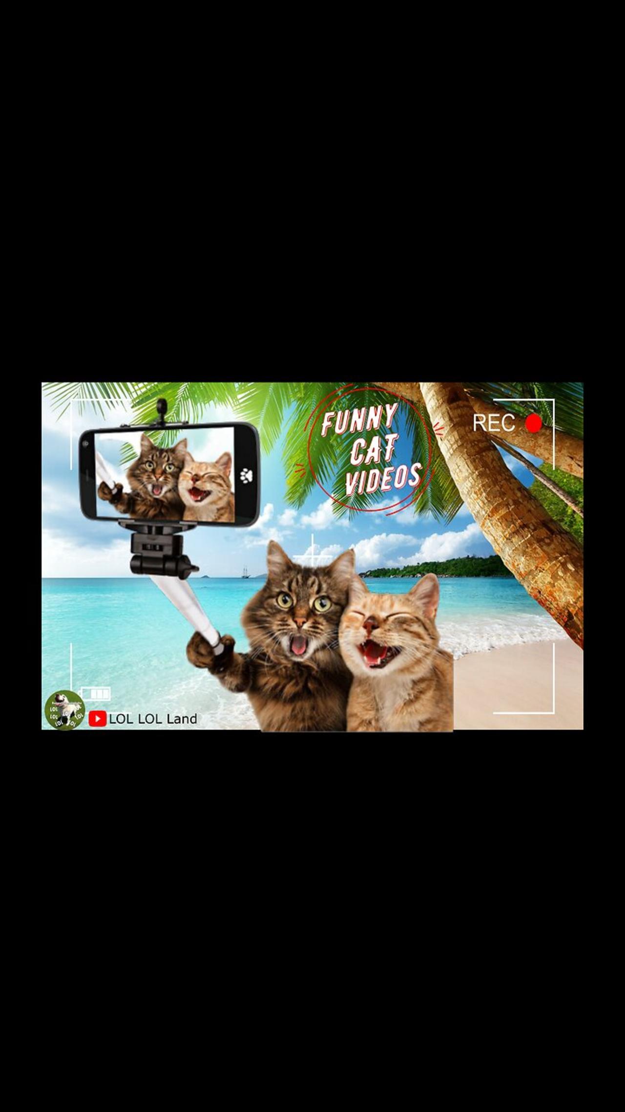 When vibes match | Funny Videos | Funny Cat - One News Page VIDEO
