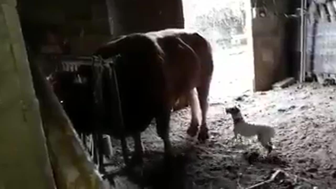 Cow vs dog very funny video 🤣 don't laughing.