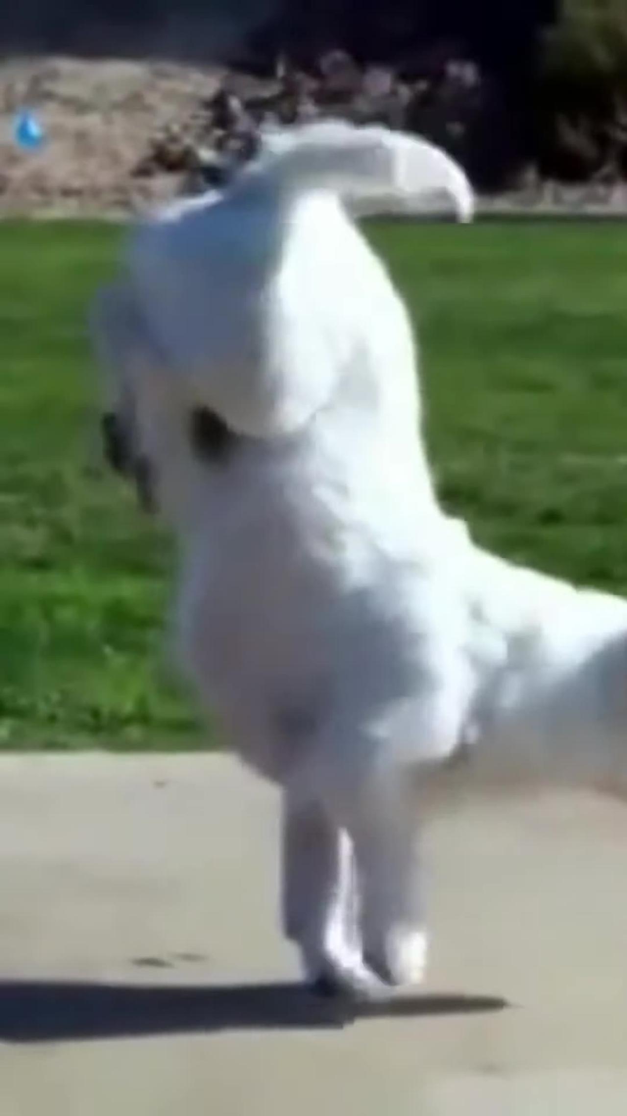 Smartest Dog Training video 😎 One News Page VIDEO