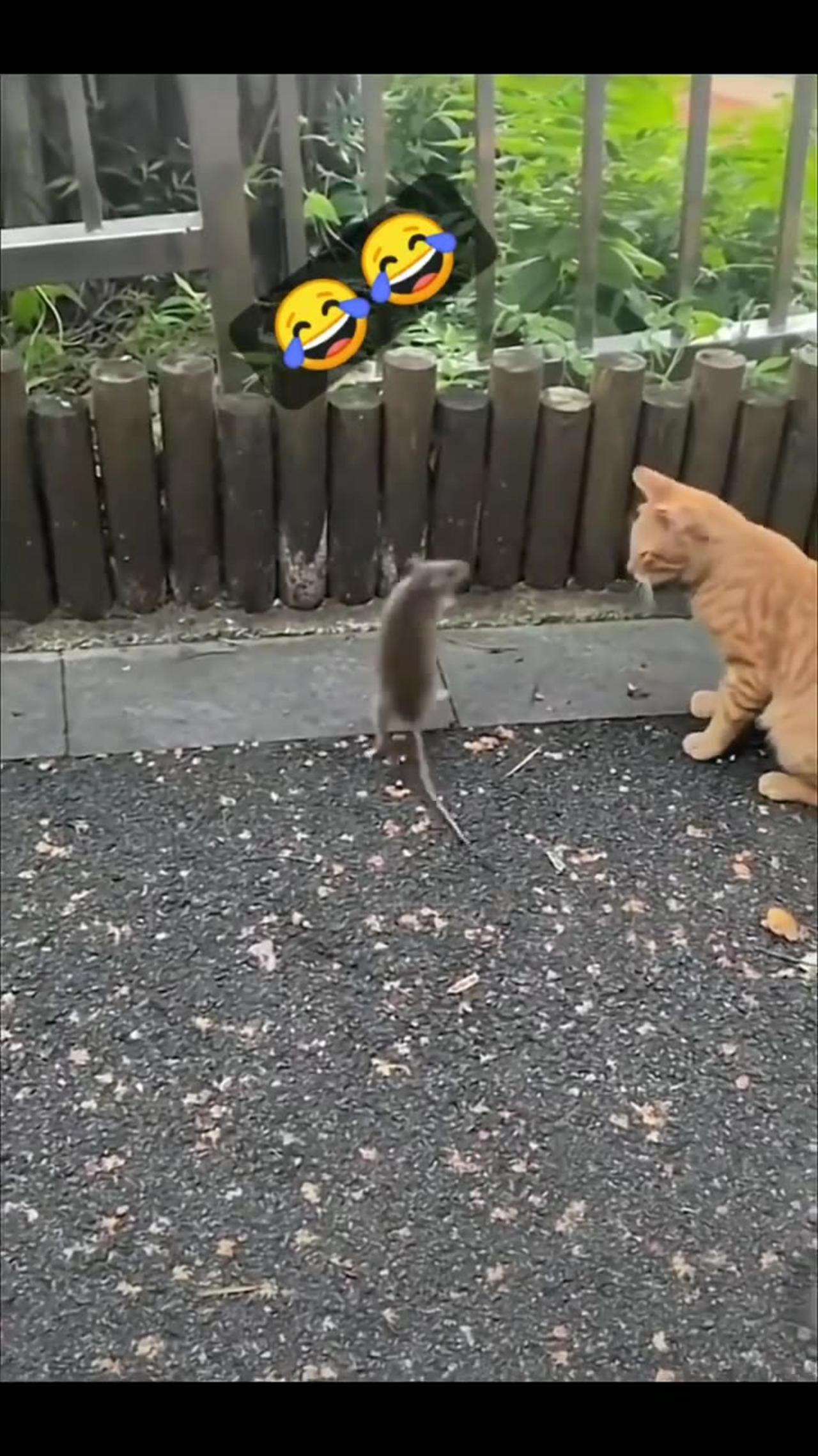 Cat vs Mouse & Rat. Funniest moments. Tom and Jerry real life.