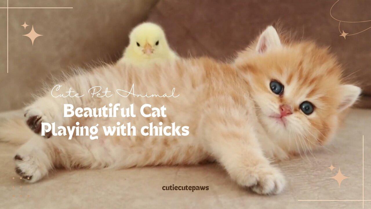 Beautiful Kitten playing and sleep with chicks Cute Pet Video