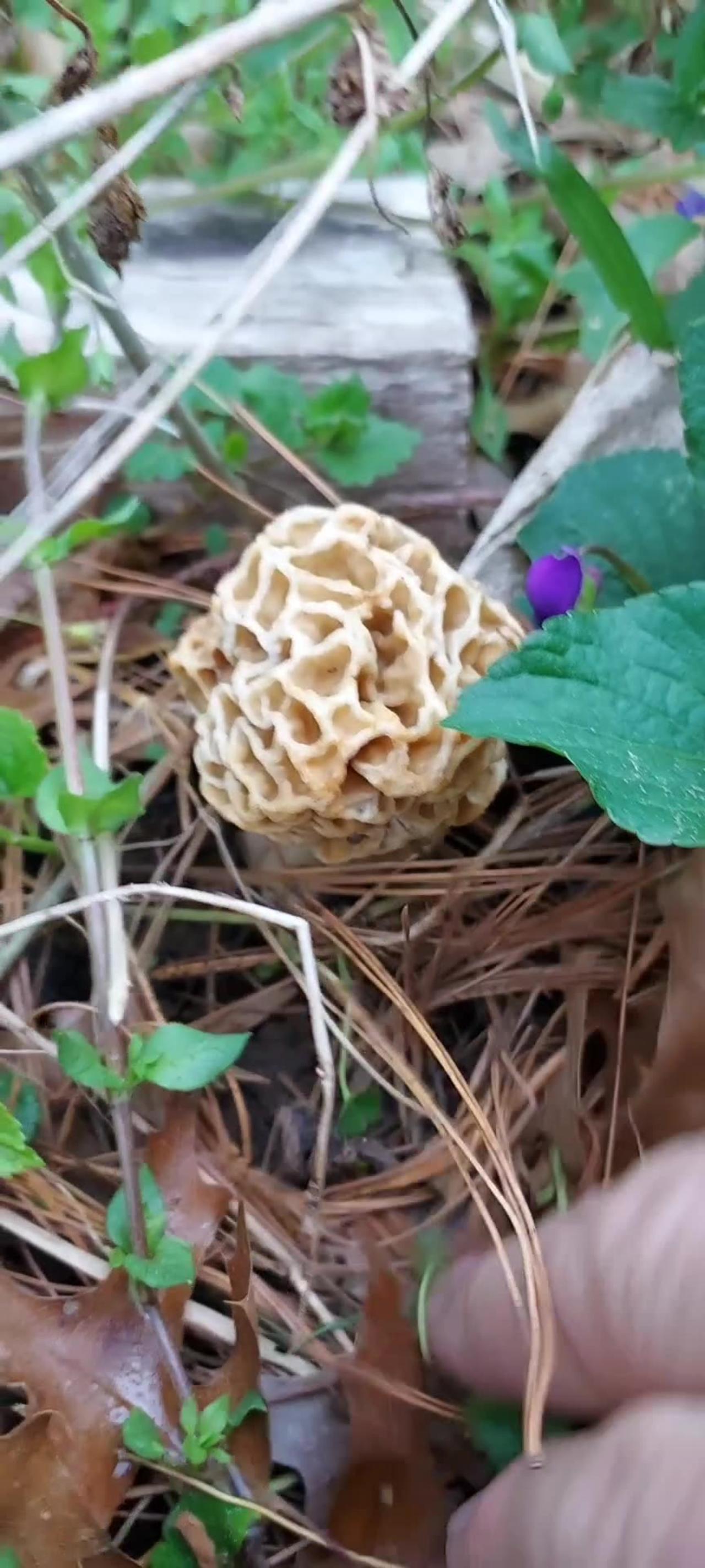 Morel Mushroom Hunting One News Page VIDEO