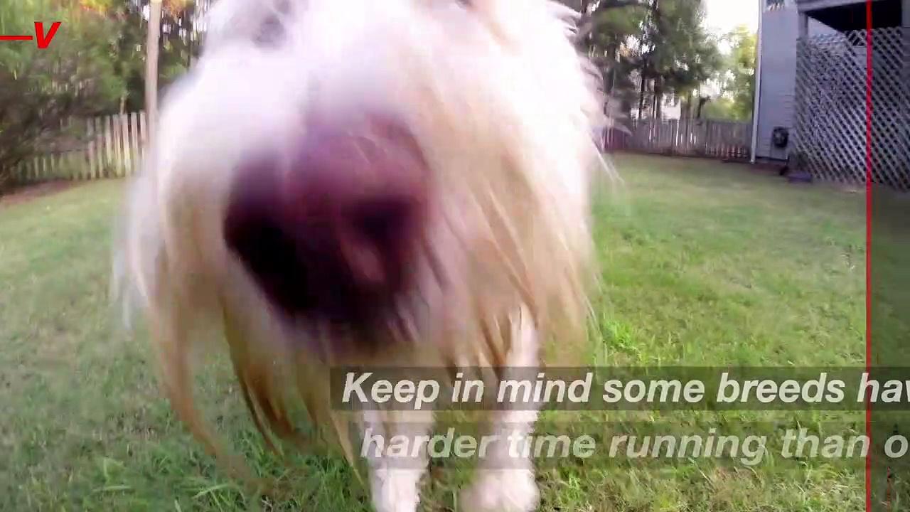 Is It Safe for Your Dog to Run or Bike With You? One News Page VIDEO