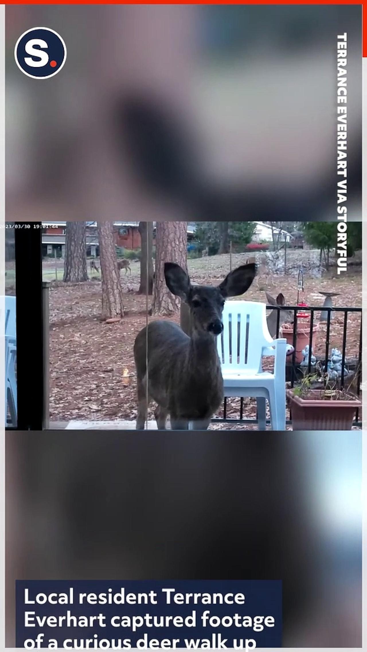 Curious Deer Peers Through Window of California Home