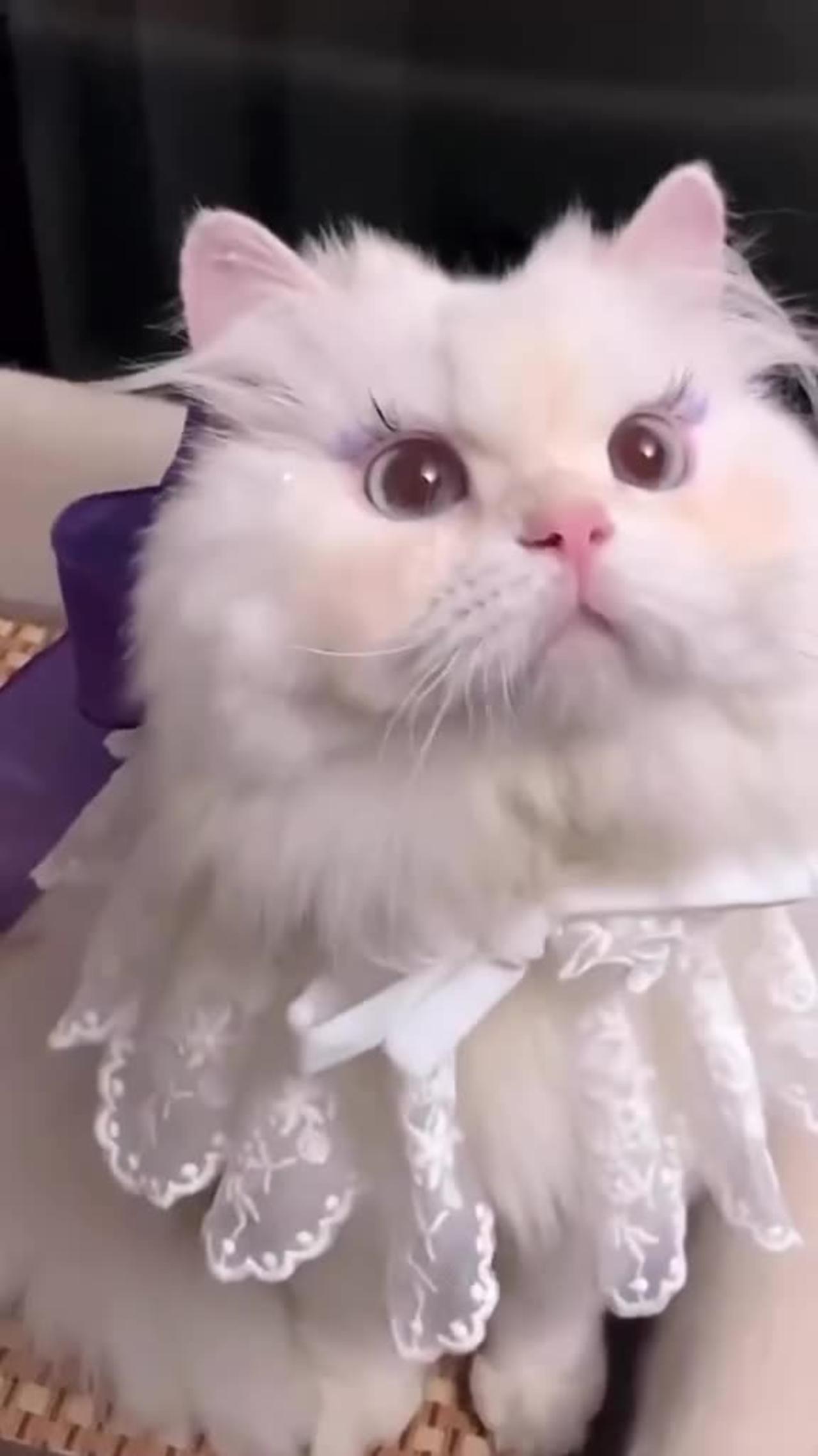 The most beautiful cat in the world ~ Try Not Laugh