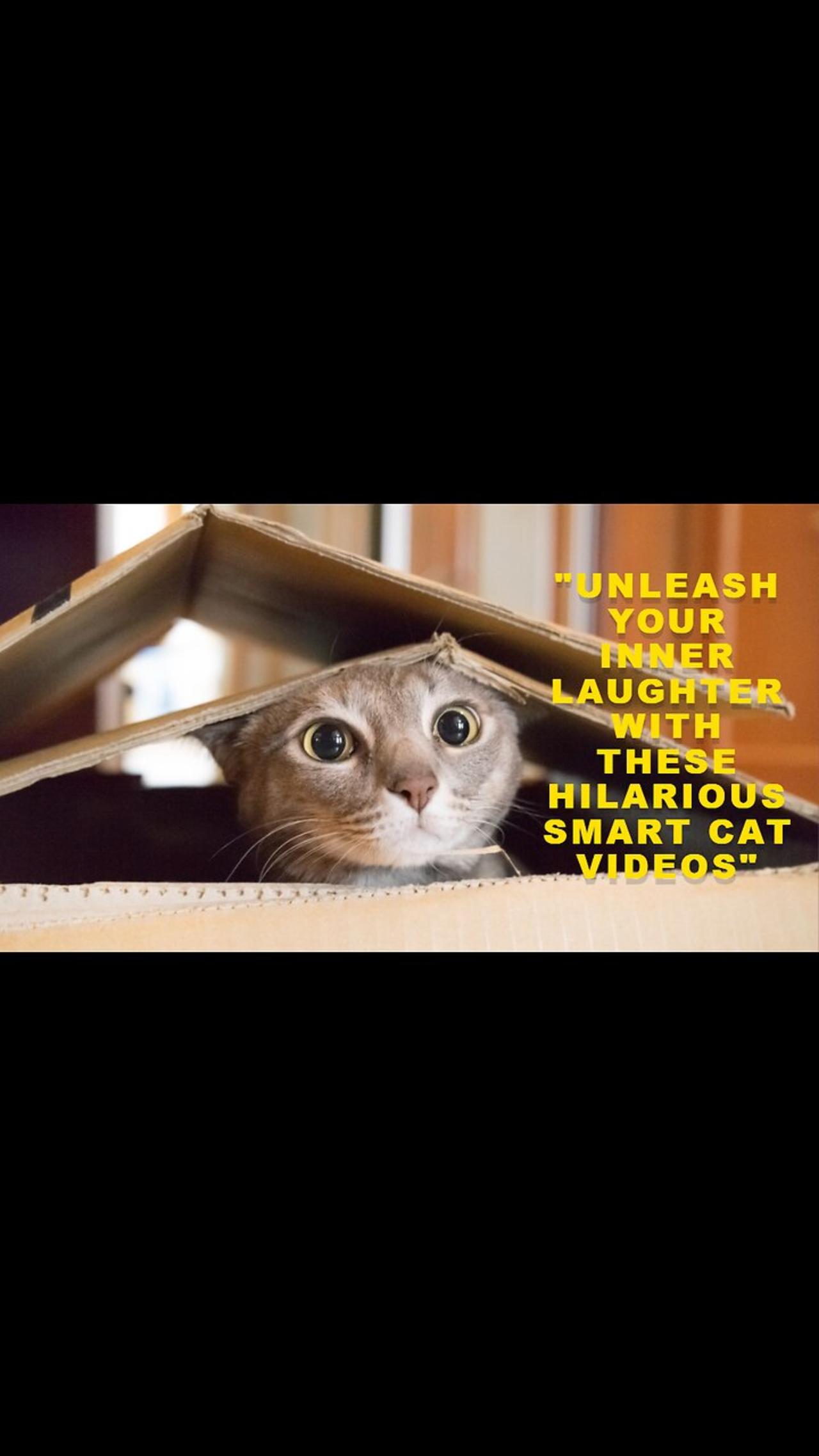 "Unleash Your Inner Laughter with These Hilarious Smart Cat Videos"