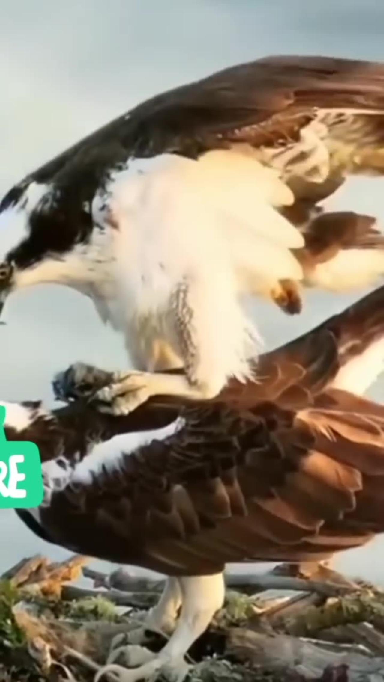 eagle mating One News Page VIDEO