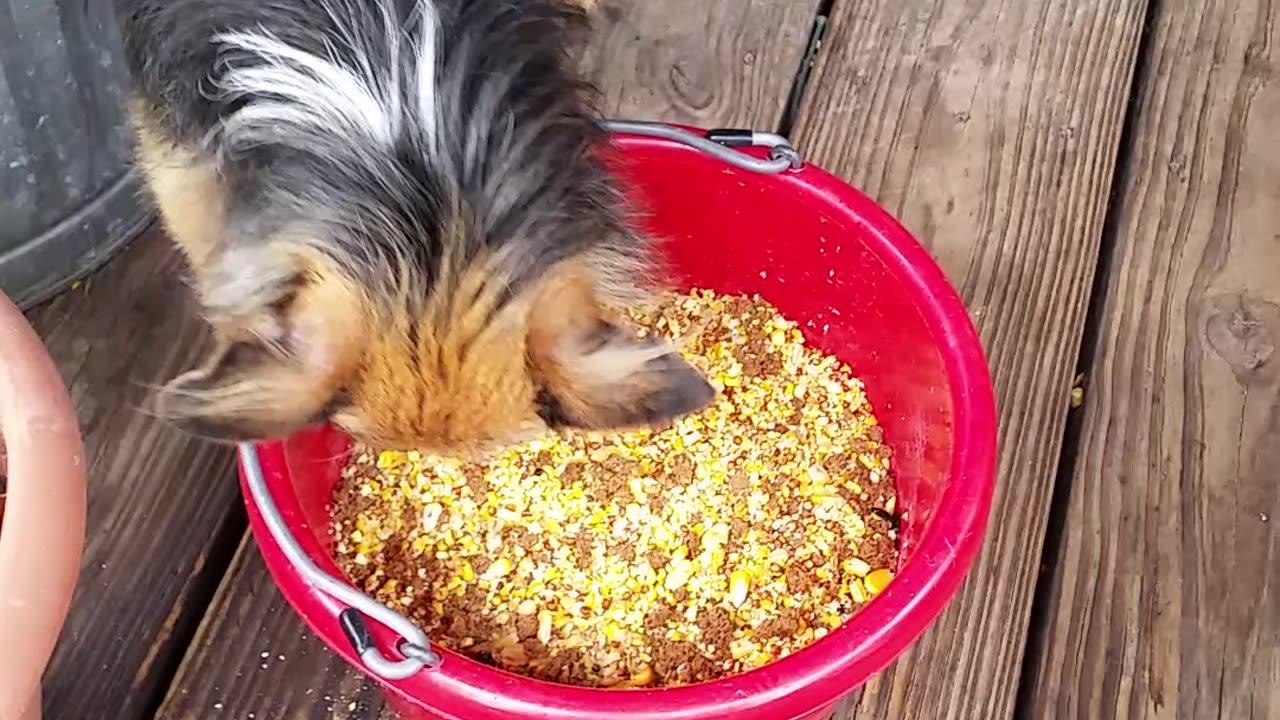 wet-chicken-feed-is-chichi-approved-one-news-page-video