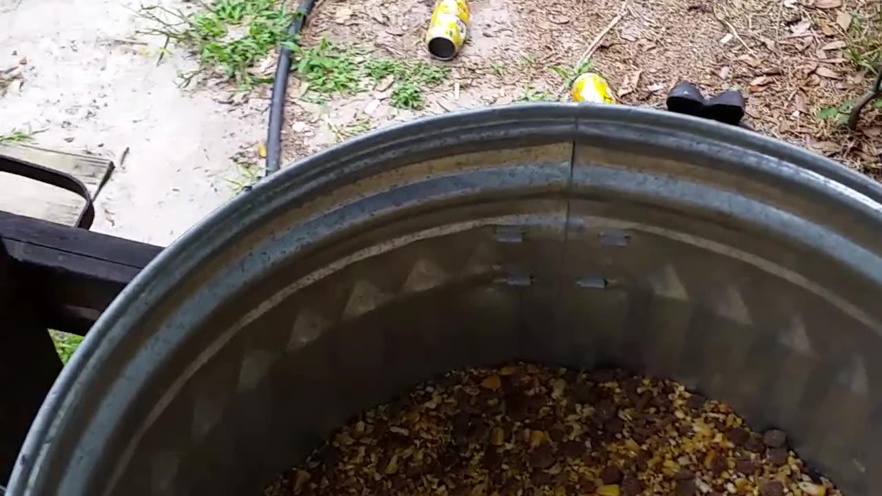 Wet Feed For Chickens... Works Better! One News Page VIDEO